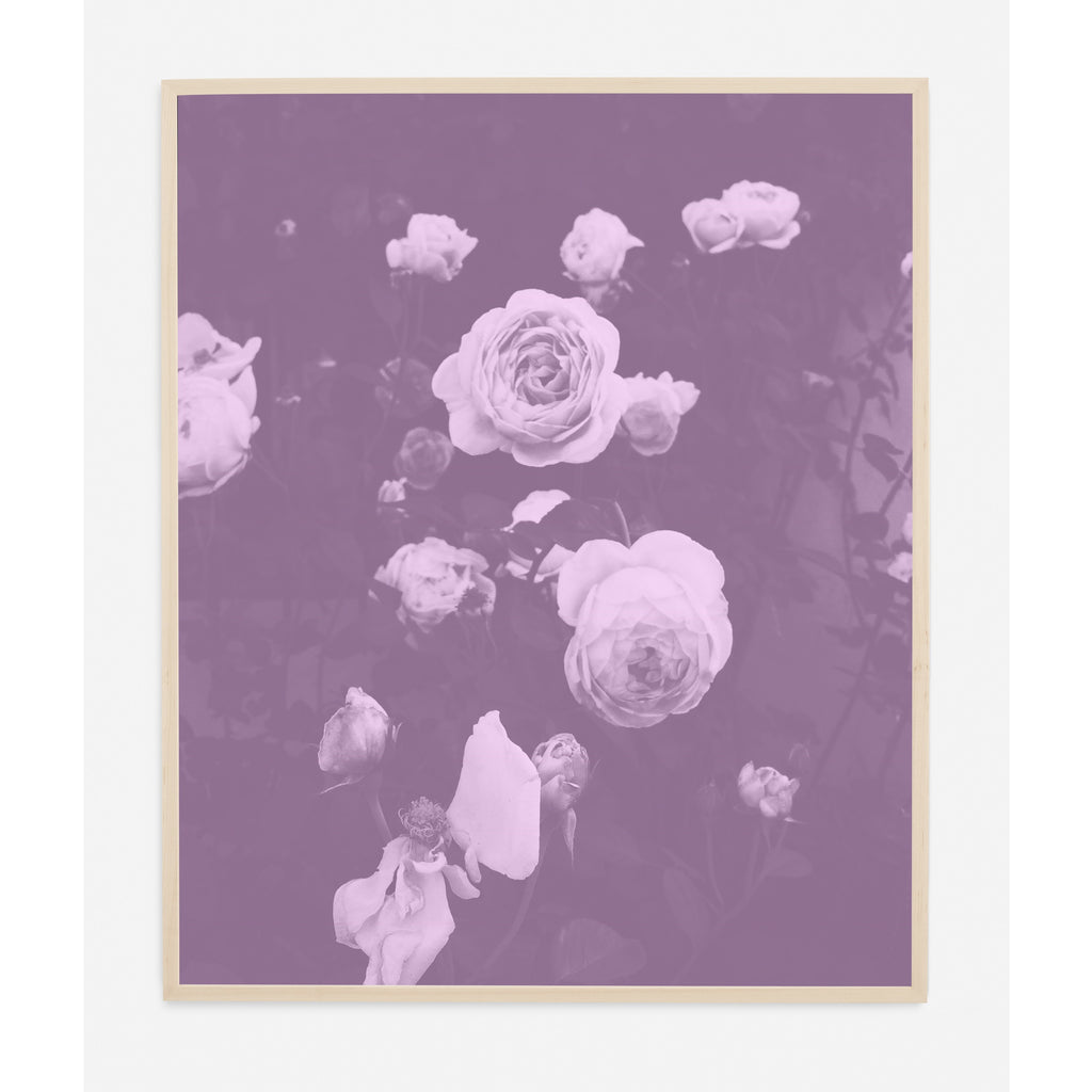 BLUSH BLOOMS