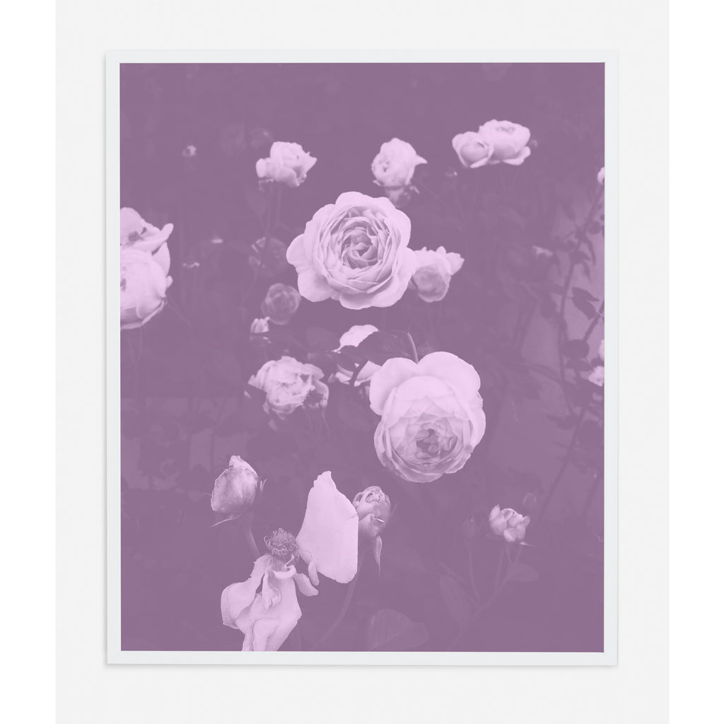BLUSH BLOOMS