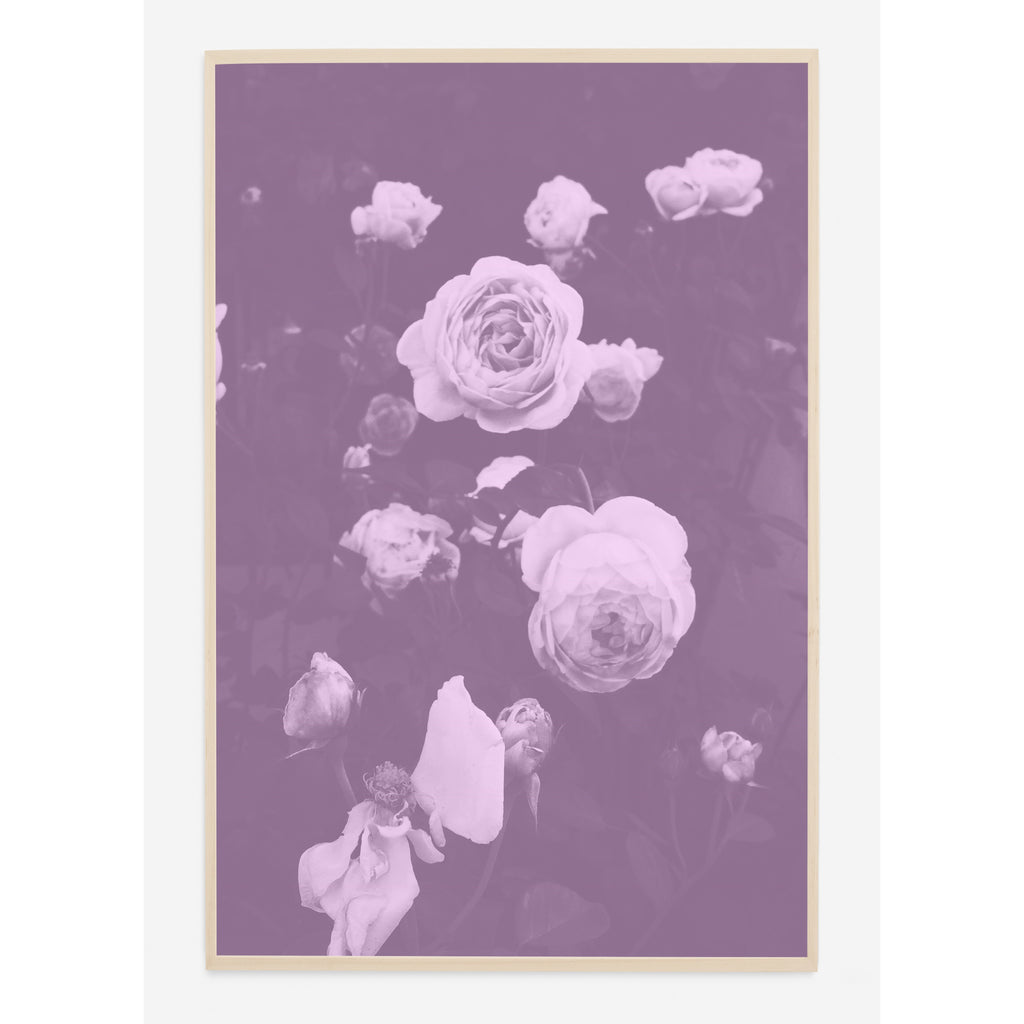 BLUSH BLOOMS