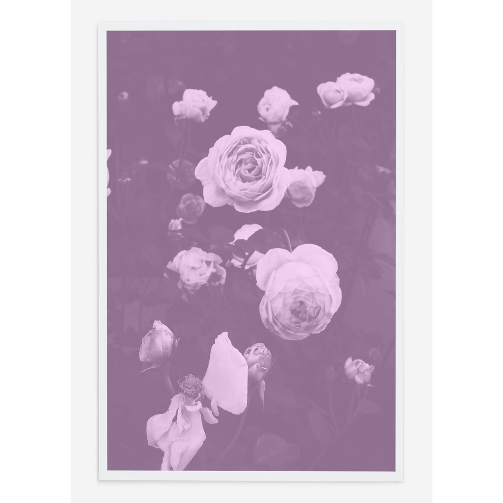BLUSH BLOOMS