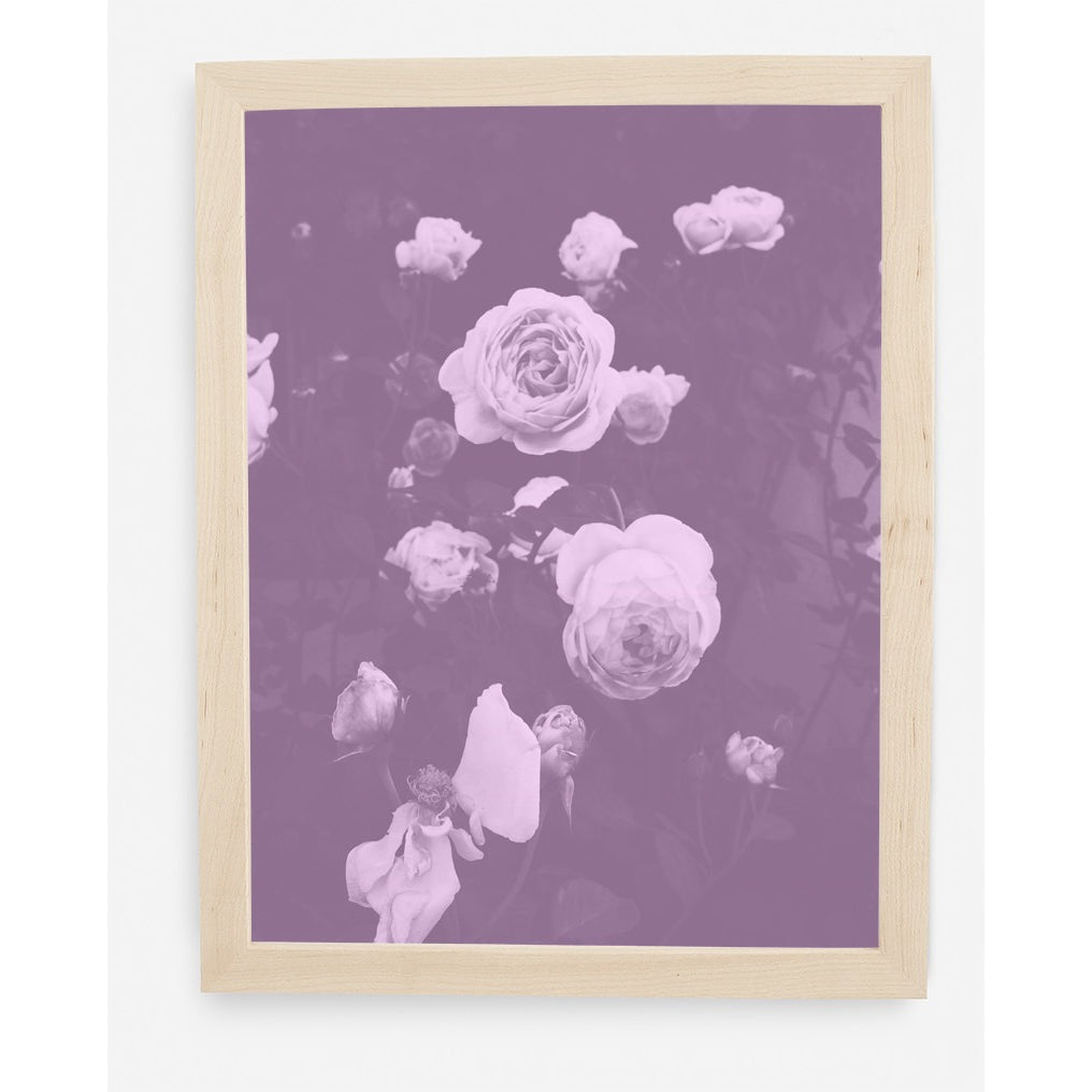 BLUSH BLOOMS