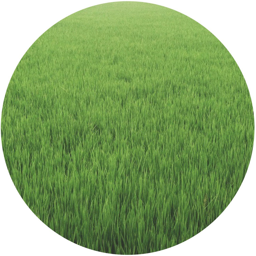 GRASSY ASS