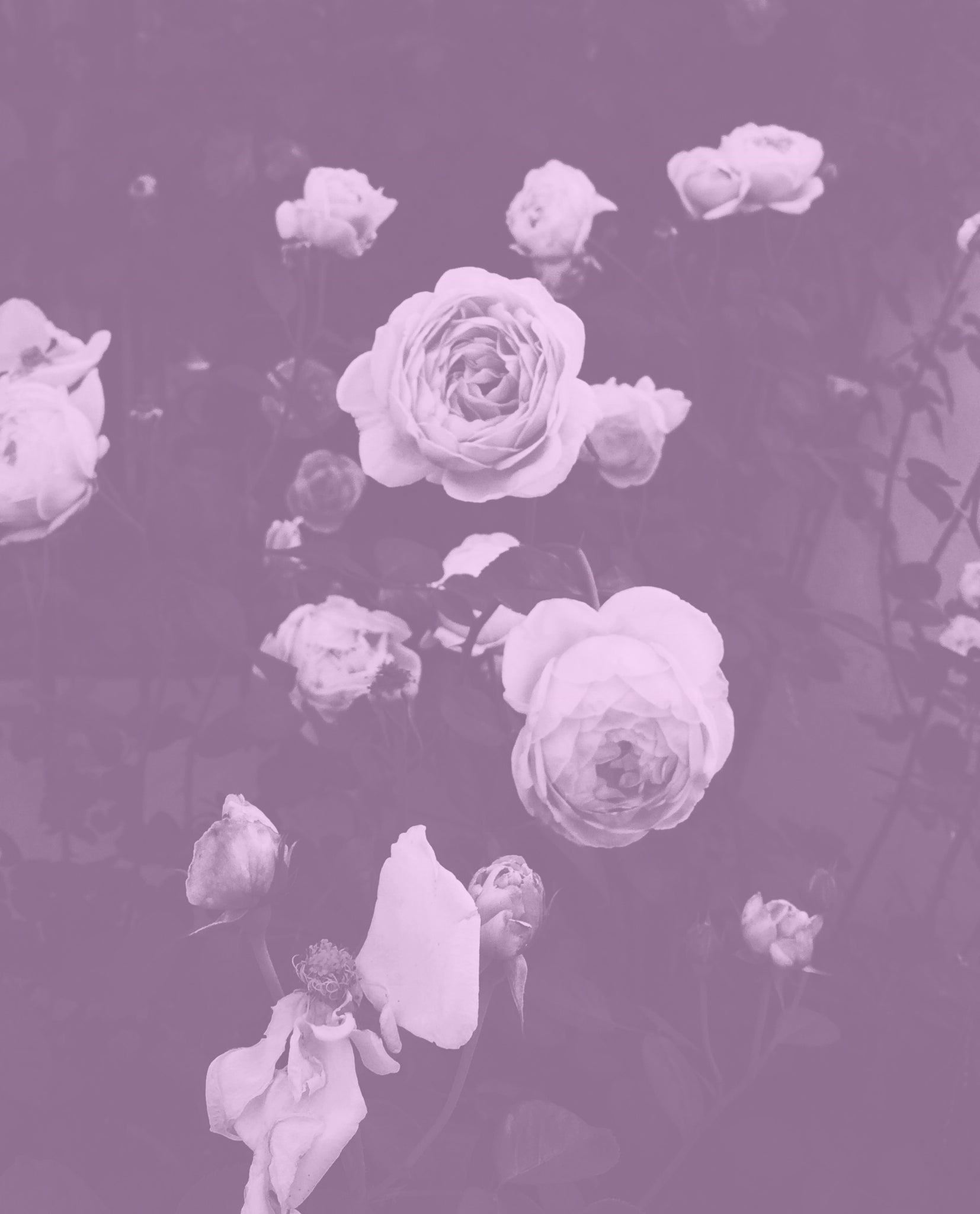 - Blush And Blooms: A Succulent's Tender Embrace